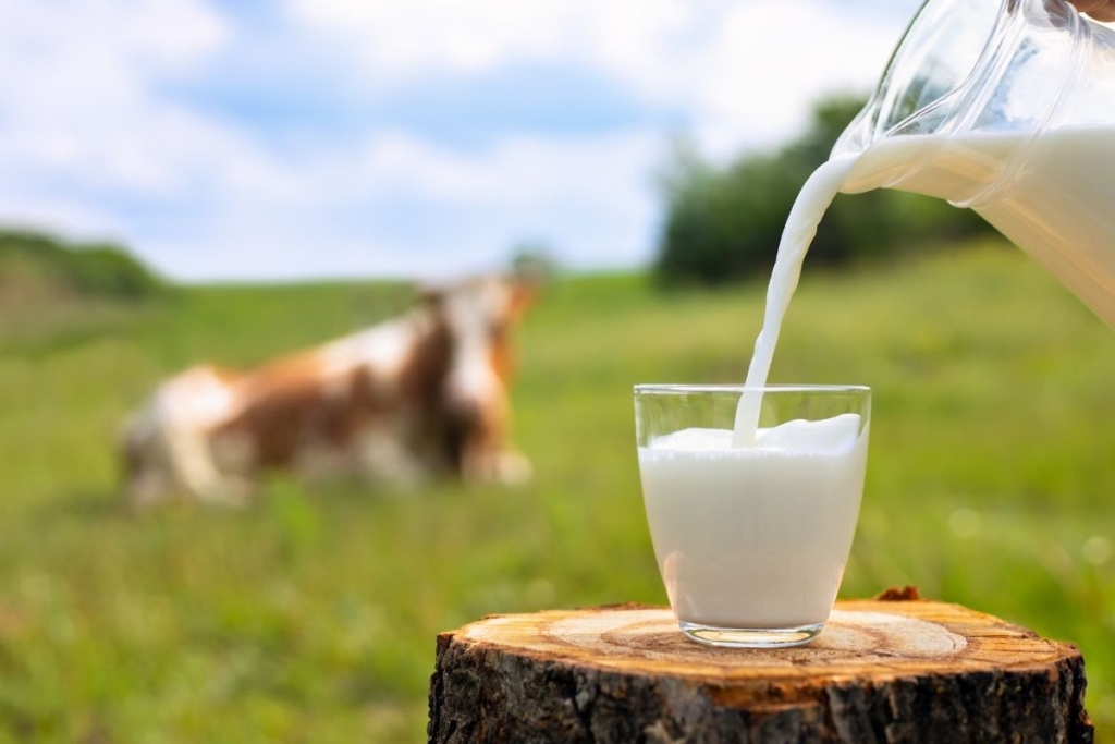 Süt ürünlerinin cilt için faydaları ve evde sütten maske yapımı